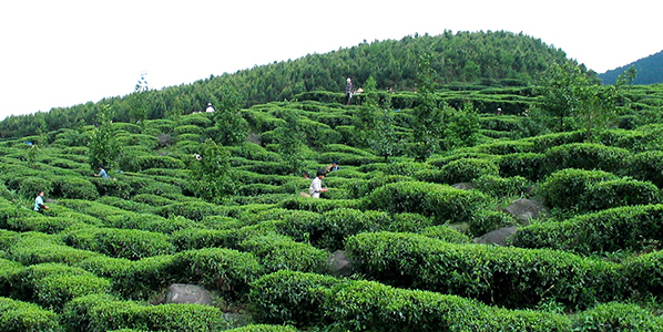 平天山富硒云雾茶