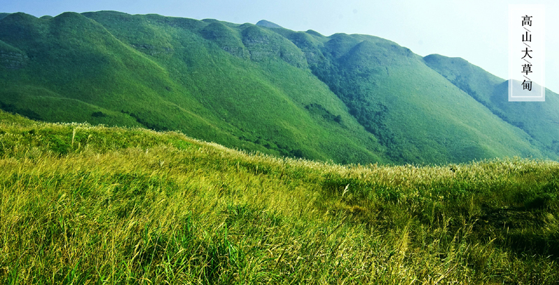 高山大草甸
