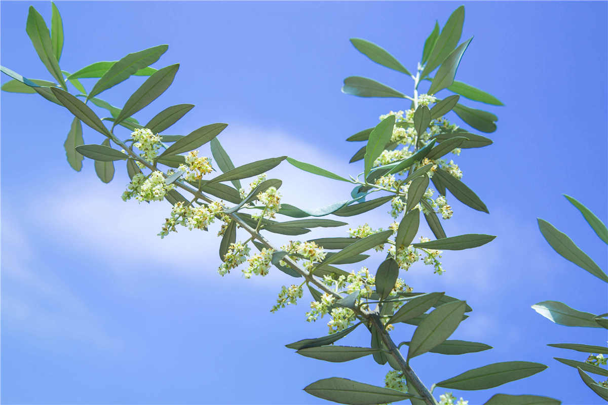 <span>南国花园基地橄榄花</span><span>开</span>
