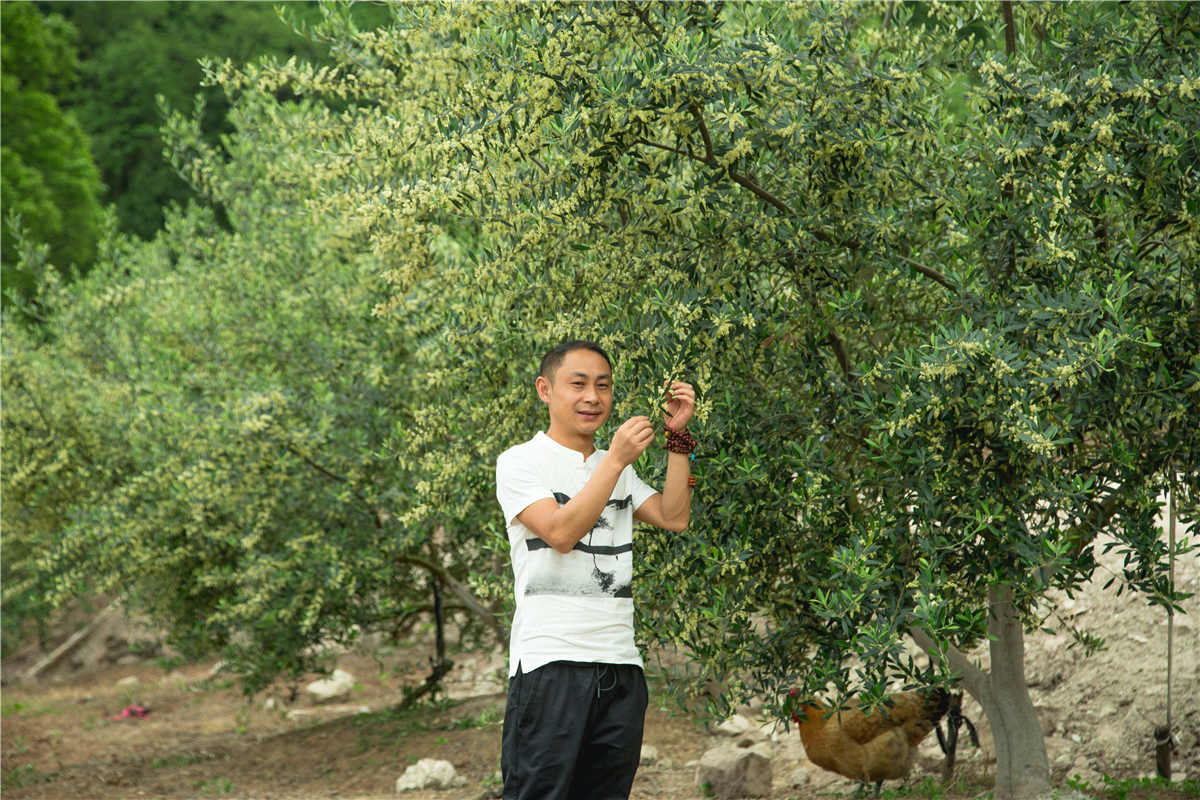 <span>南国花园基地橄榄花</span><span>开</span>