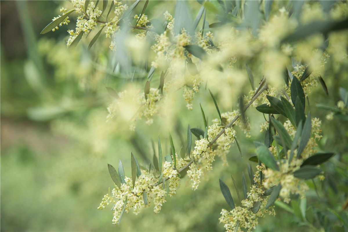 <span>南国花园基地橄榄花</span><span>开</span>
