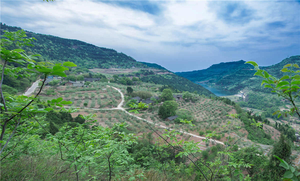 <span>南国花园基地橄榄花</span><span>开</span>