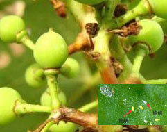 葡萄病虫害识别