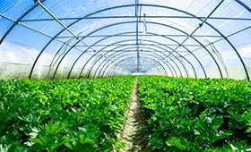 <div style="text-align:center;">
	农业保温
</div>