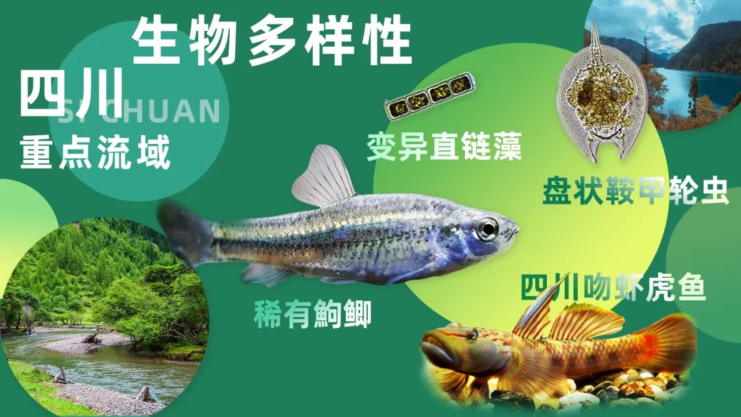 【生物多样性案例】我平台助力四川全省流域调查：构建西南地区首个全流域生物多样性动态监控网络