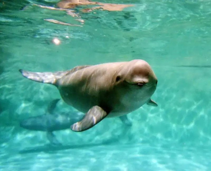 濒危物种调查——长江江豚eDNA精准监测