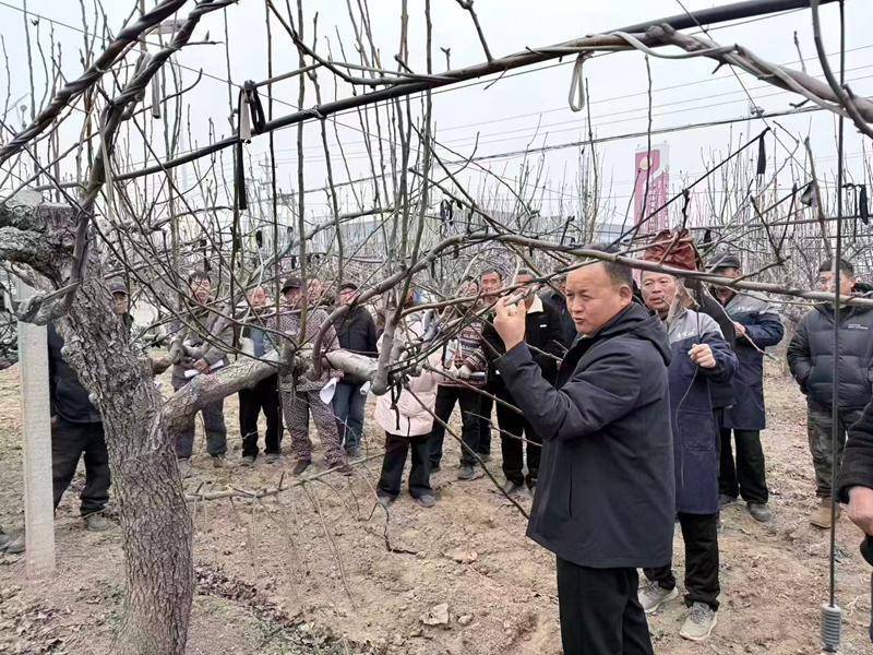 科技赋能冬剪 梨农蓄力增收——商丘市宁陵县棚架梨园冬季修剪技术培训圆满举办