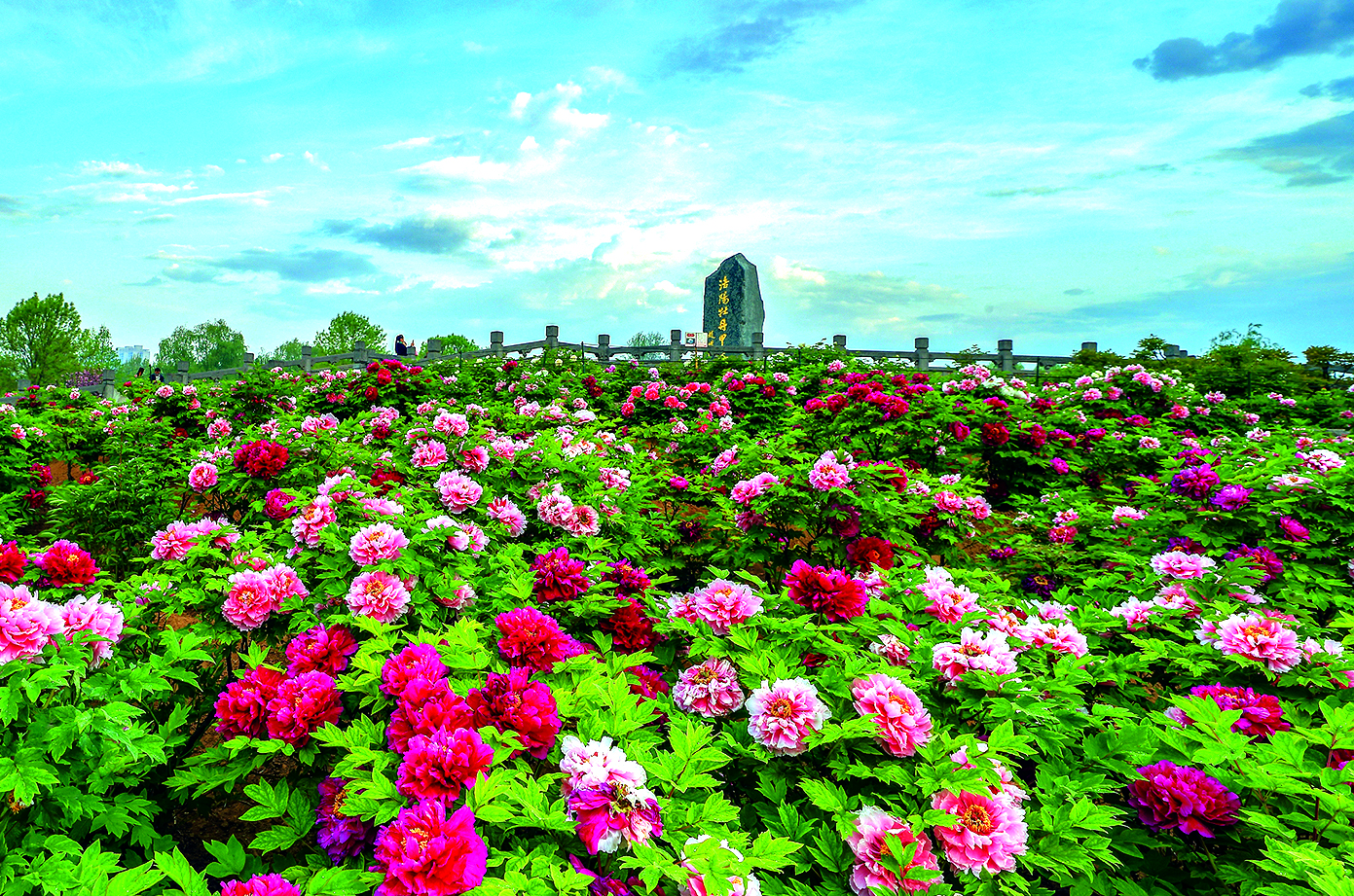 第43届中国洛阳牡丹文化节将于4月1日启幕