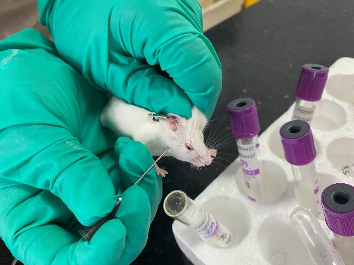 罕见采血方式之小鼠脸颊针刺取血