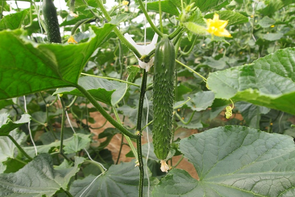 全年24节气蔬菜种植安排表出炉！不看一年白忙！