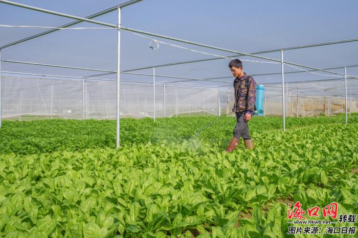 海口常年蔬菜種植基地防凍御寒保供應(yīng)