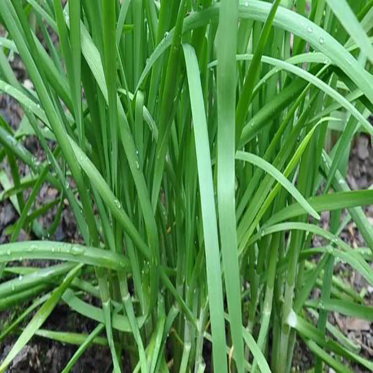 平川雙茶韭菜產(chǎn)業(yè)走上致富之路