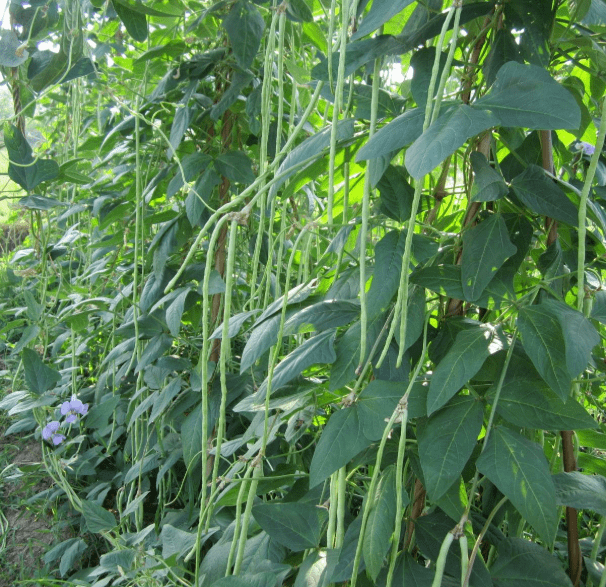  季節(jié)性蔬菜比季節(jié)性蔬菜更有營養(yǎng)嗎？