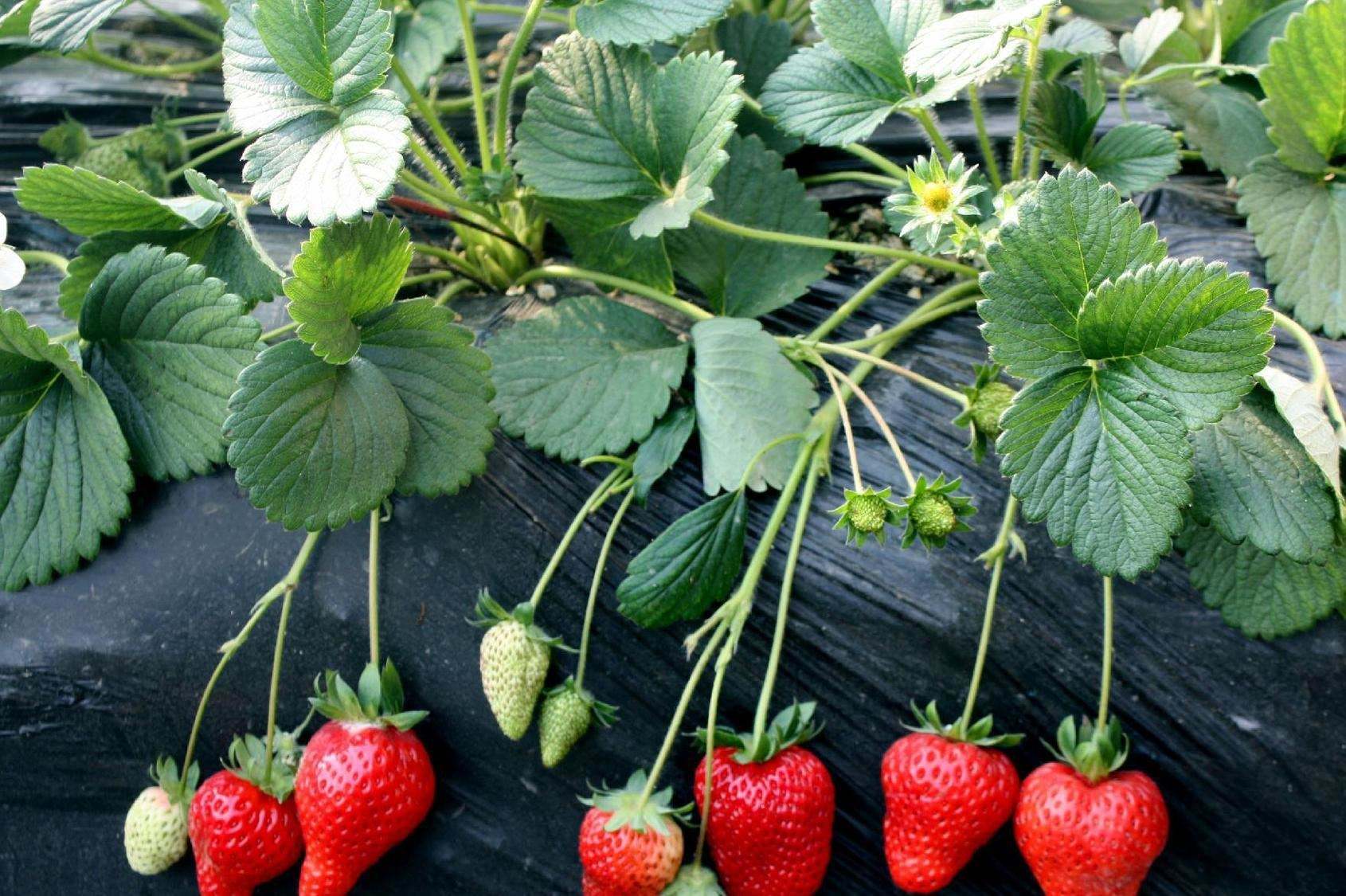 莓味十足！泰安馬莊鎮(zhèn)溫室草莓早上市