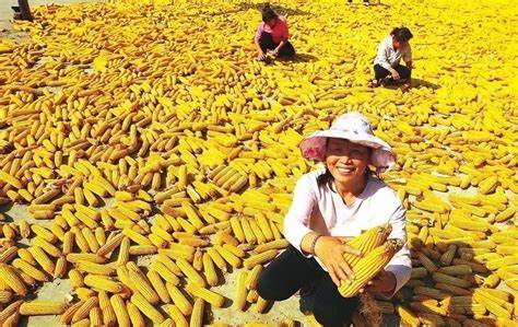 過完年，農(nóng)業(yè)稅將恢復？專家提議：恢復家庭承包制，有助農(nóng)業(yè)發(fā)展！