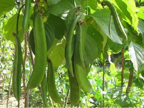 種植業(yè)高質(zhì)量發(fā)展效果顯著
