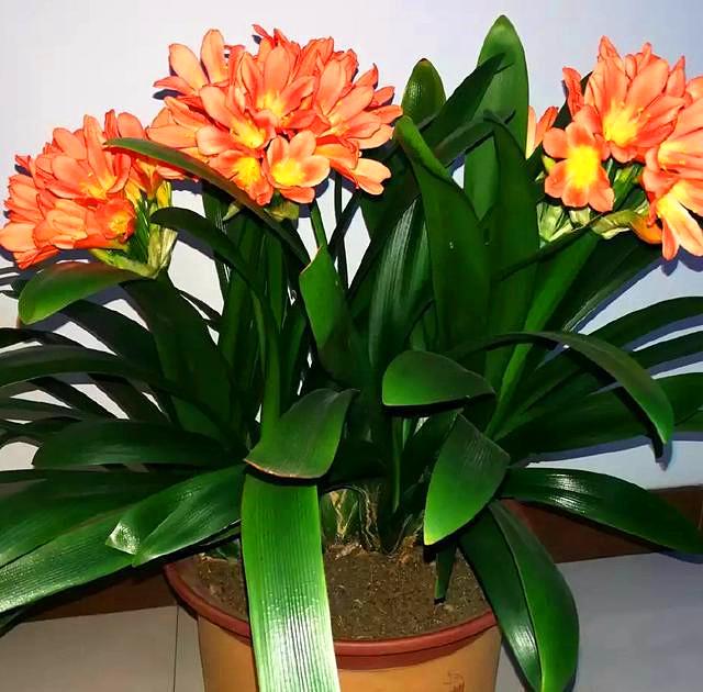 三種“懶花”在陽臺上不需頻繁澆水施肥，就能茁壯成長、開花