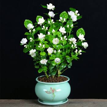 夏天怎么養(yǎng)茉莉花？注意幾點。