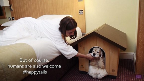越来越多的酒店向宠物敞开大门 这真是门好生意吗？