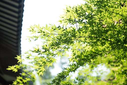 从农家乐到精品酒店 民宿经济发展正当时