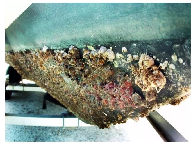 “藤壶效应”：“白条粉”是如何干掉“铁丝”的？