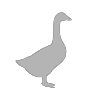 鵝