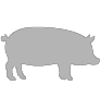 豬