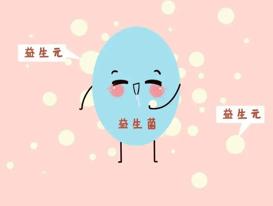 酵素中调节人体微生态的重要功能因子—益生元