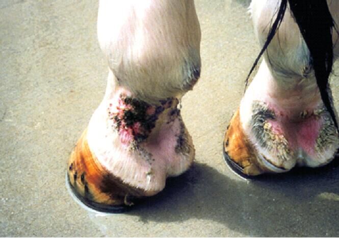 雨季来临当心泥土热(mudfever)