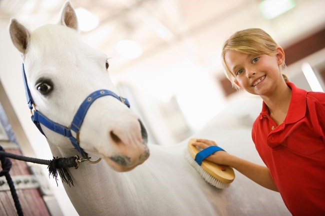 马匹饲喂的十大原则