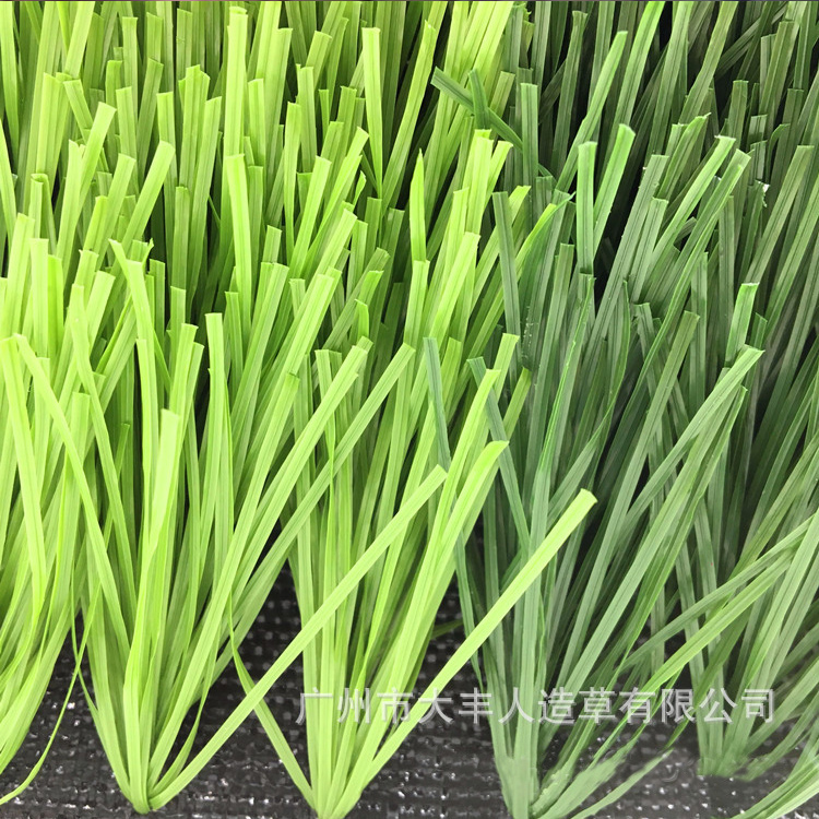 带筋单丝足球草