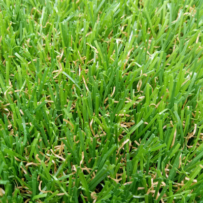 公园绿化景观草