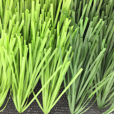 加筋单丝足球草