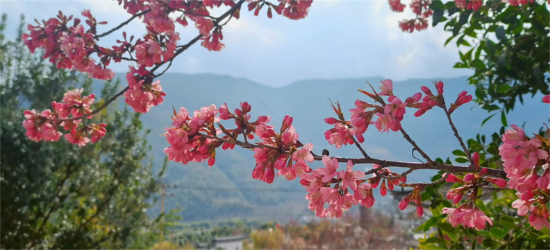 云南宾川：鸡足山下 樱花烂漫（供稿：宾川县融媒体中心）