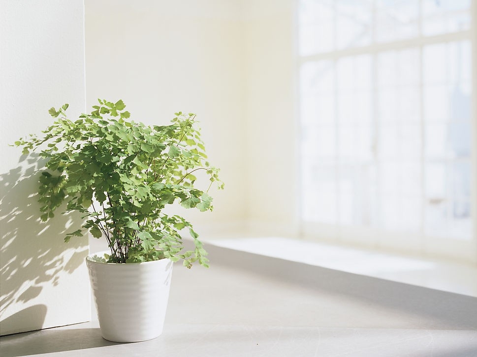 怎么知道除甲醛有没有效果？CMA检测报告！