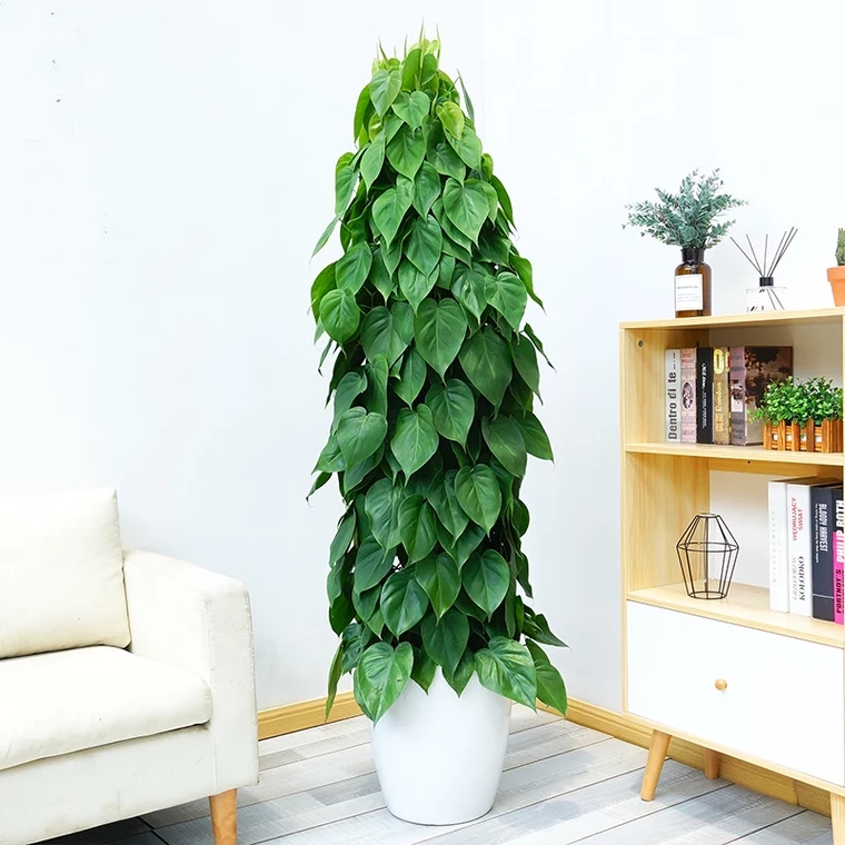 兴业藤 净化空气