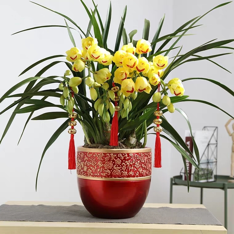 黄色大花惠兰 韩国垂兰 大花蕙