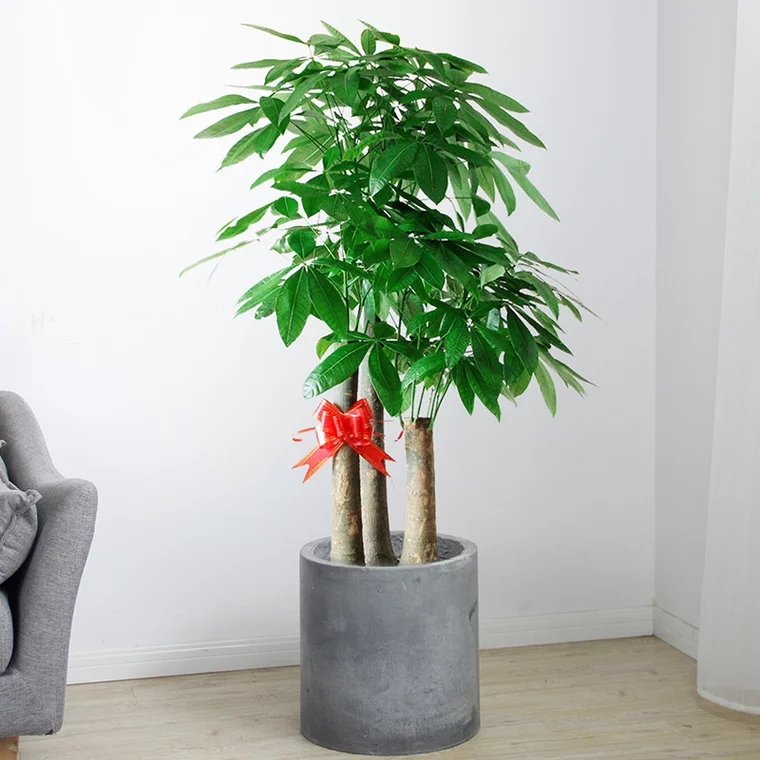 步步高发财树1盆招财盆栽节节高