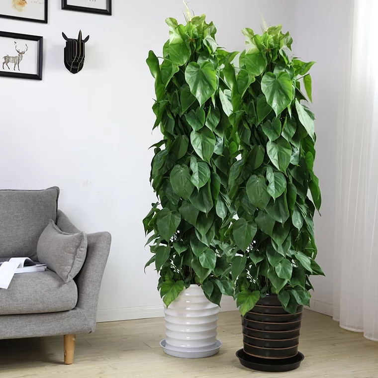 兴业藤 净化空气