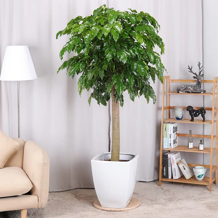 独杆绿宝幸福树好看好养好活花卉