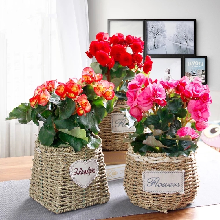 海棠花开花植物盆栽精选海棠花颜