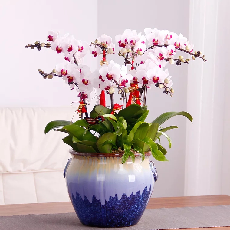 蝴蝶兰1508-02第一名貂蝉