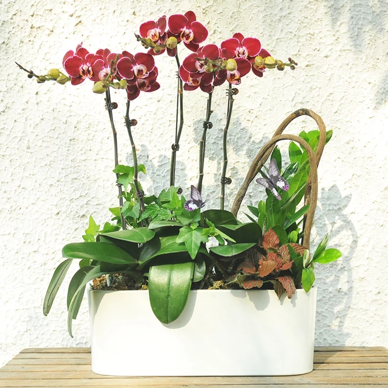 蝴蝶兰1505-02 幻影蝴蝶