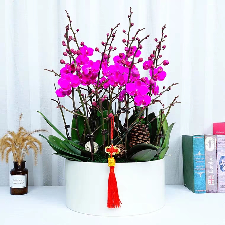 蝴蝶兰1506-16 满天红蝴