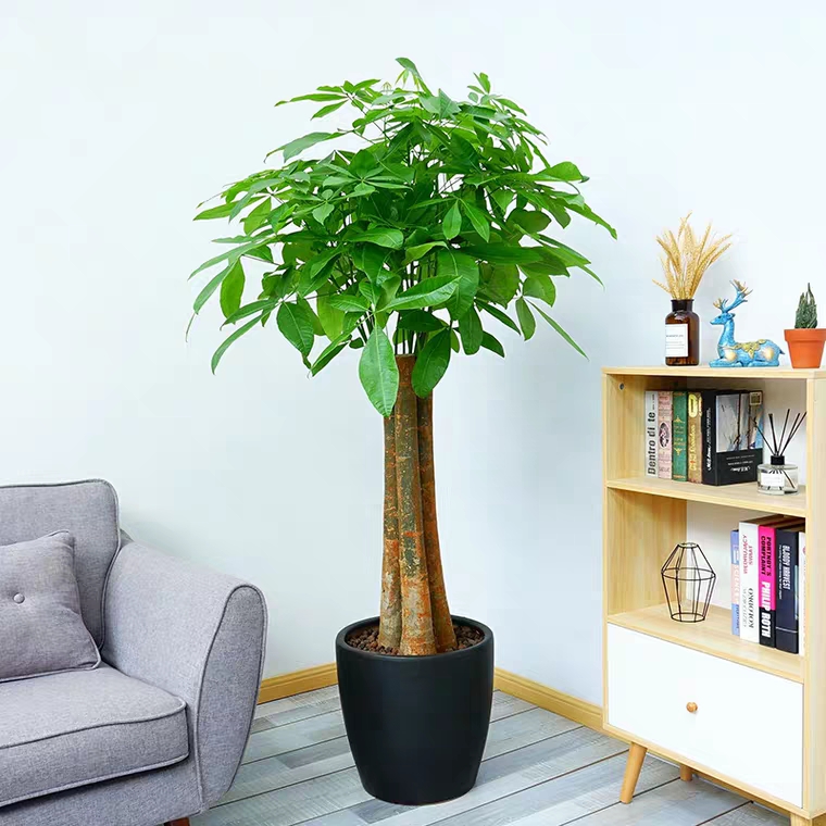 三杆发财树植物盆栽