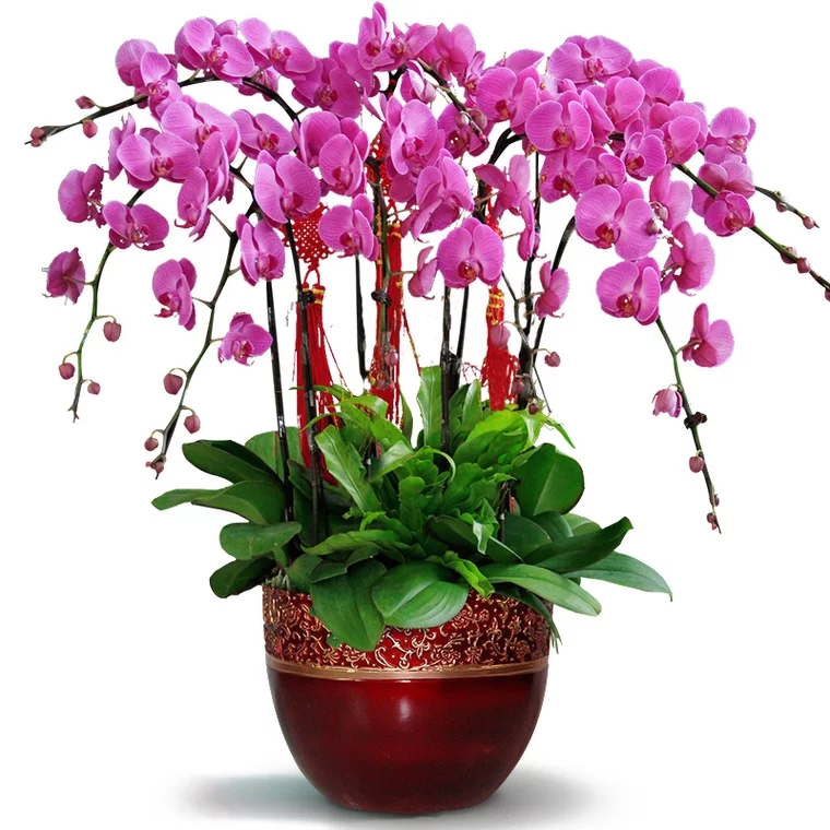 蝴蝶兰1516-1 大辣椒蝴蝶