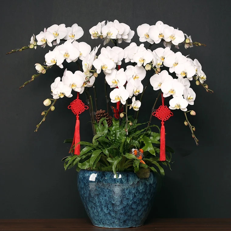 蝴蝶兰1510-04白色蝴蝶兰