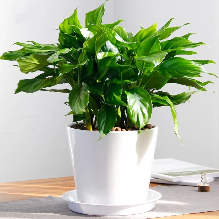 万年青 植物 常绿盆栽 M