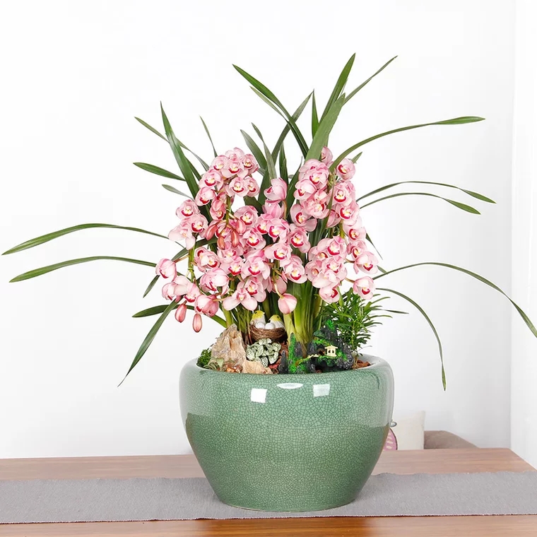 粉色大花蕙兰 韩国垂兰 大花惠