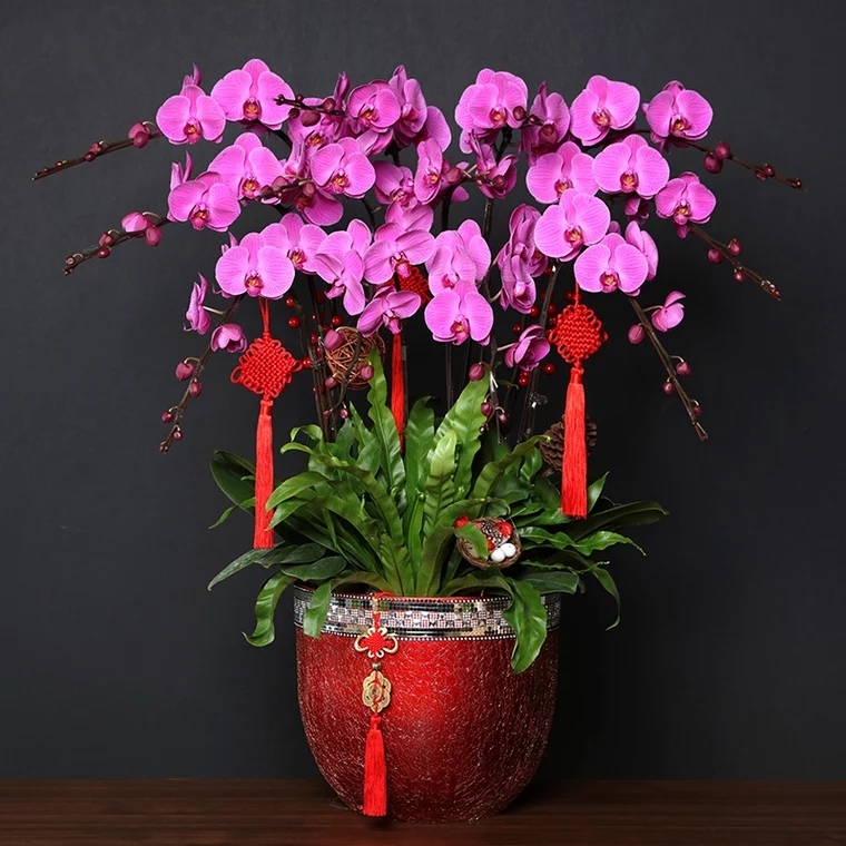 蝴蝶兰1512-1大辣椒蝴蝶兰